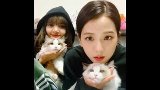 191025-LiSoo Vlive with Luca \u0026 Lily Leo 😻 #lisoo #jisoo #lisa #LiSoo  #blackpink