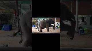 Dance eappidi #elephant #dance #dancevideo #tamilnadu #trending #kerala #animals