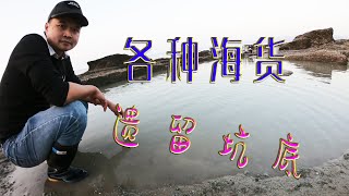 潮水退到最底才能抽的底潮坑，各种海货被遗留坑底，泰泰运气爆发