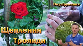 Щеплення троянди навесні, влітку. Окулірування троянди. Шамбова троянда.