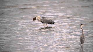 ♪鳥くんの野鳥動画～アオサギ採食アカエイ