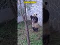 灵活的奇明明，人里人气的 #panda #pandafushun #funny #adorablepanda #cute #cutepanda #animals #pandalife #pets