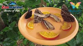 Zoomarine, Algarve, Portugal - Butterfly House walk through