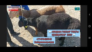 💥🐏 ARASHAN GISSAR KOSHKAR | АРАШАН ГИССАР ТОҚТЫ ҚОШҚАРЛАР | ARASHAN BARAN 🐏23.05.2023 ✅