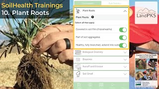 SoilHealth Trainings 10: Plant Roots