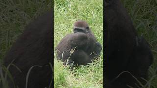 hilarious #gorilla brotherly love 😆 #gorillatag #金剛猩猩 #台北市立動物園 #shorts