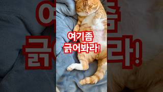 여기좀 긁어봐라#funny#웃긴 #웃긴영상 #웃긴짤모음