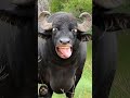 पानी लाओ रे 😂 cow funny sound cow funny animals comedy buffallo funnyanimals shorts 2025