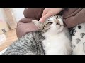 猫を撫でるだけの動画