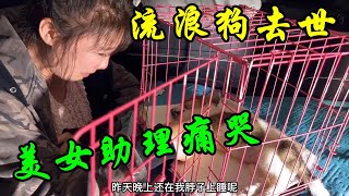 美女助理哭的起不来，守在去世的流浪狗身边不愿离开【大林去流浪】