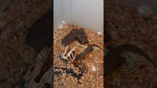 非洲草原巨蜥捕食巨型馬島蟑螂   Varanus exanthematicus eat giant Gromphadorhina portentosa