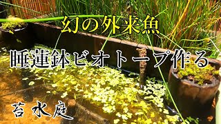 睡蓮鉢で作る幻の外来魚ビオトープ【ニッポンバラタナゴの繁殖も】