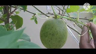 How to grow cucumber creeper easily||ఈజీగ దోసపాదు పెంచడం ఎలా||in telugu||తెలుగులో||