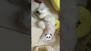 這睡著躺著的姿勢～太優雅😂 #比熊 #比熊犬 #比熊啾咪 #bichon #寵物