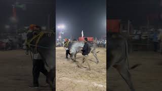 RVS Bulls | Krishna Jilla |  kankipadu bulls race | trending | YouTube |