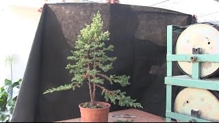 Cómo hacer un bosque bonsai - Árbol principal