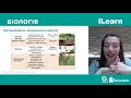 Вебінар 16. Вегетативні органи рослин. Генеративні органи рослин. ЗНО 2021 з біології
