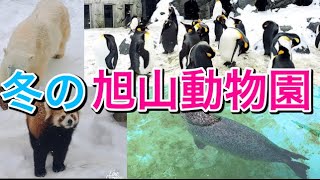 【旭川観光】冬の旭山動物園が最高でした！