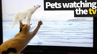 Pets Watching TV Compilation | Pets Being Hilarious