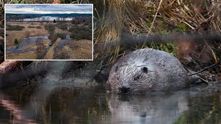 Beavers saved Czech Republic over $1M on infrastructure project