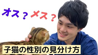 猫のオスメスの見分け方