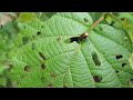 【縁起物】　黄金虫（コガネムシ）の朝ご飯