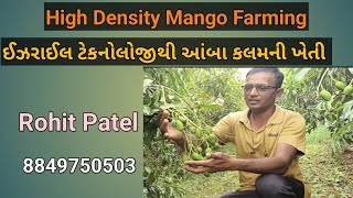 ઈઝરાઈલ ટેકનોલોજીથી આંબા કલમની ખેતી ! High Density Mango Farming!