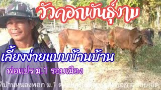 วัวคอกพันธุ์งามตามทุ่งนา