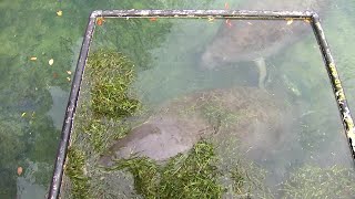 Company working to save Florida's starving Manatees in Homosassa