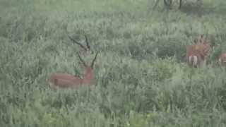 Blackbuck Herd in Bah District. Blackbuck Safari Chambal Safari Lodge.