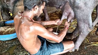 Buffalo Milking By Hand | Murrah Buffalo | Buffalo Milk | How To Milk A Buffalo in Dairy Farm