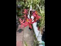 🤩Orquídea Epidendrum🌺#shorts#orchids#epidendrum#blooms#orchidlover#viralvideo