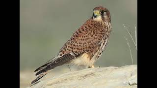 Common Kestrel Calls