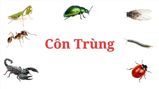 Trẻ bắt đầu học nói qua các loài Côn Trùng