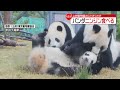 【上野動物園】双子パンダ・シャオシャオ ニンジン食べる