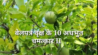 बिल्व वृक्ष की 10 बेहद आश्चर्यजनक बातें , जो आप नही जानतेII Ten interesting fact about Bel Patra.