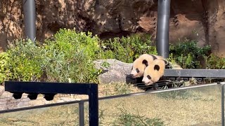 双子パンダ　シャオシャオ　レイレイ2023/3/28  3回観覧分　上野動物園　ジャイアントパンダ