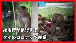 【調査】猿虐待が横行するタイのココナッツ産業【ブタオザル】