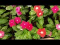 25 variety vinca plants and flowers different colors of sadabahar plant