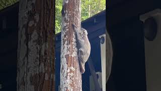 Amazing  Malayan Colugo hold on the Tree   #shortvideo #malayan #colugo #wildlife