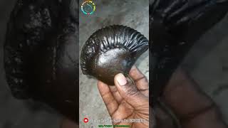 Shaligram -sri shaligram shila - gandaki rivar -nepal 💐💐  #shorts #short #shortsfeed #ytshorts