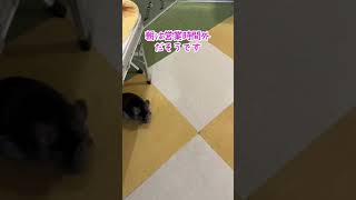 【chinchilla】掃除後におうちって言うと自らケージに帰っていく賢いチンチラさん♪　#shorts