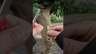 double bud grafting method🍃