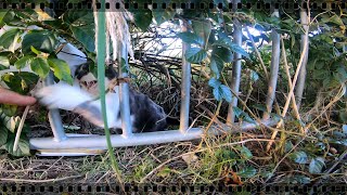 モフろうとしたら野良猫に猫パンチで本気でキレられた！！