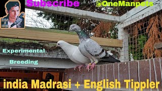 Madrasi cross tippler test breeding