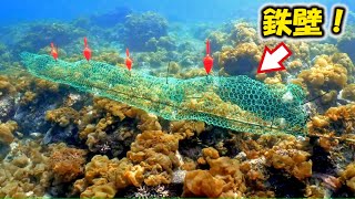 ウニと魚に散々やられた結果、海藻を守る究極のバリケードが完成する！【海藻育成計画＃5】Grow seaweed that has disappeared to protect the ocean#5