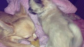 CHIHUAHUA CUTIES - TINY PUP TRIES TO PLAY WITH MAMA!