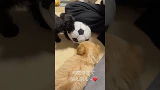 ブルブルボール⚽️で必死に遊ぶチワプーベビタン達が可愛すぎる😍😍😍#shorts # #dogbaby #chihuapoo #チワプー #犬の赤ちゃん #dog #socute #わんこ