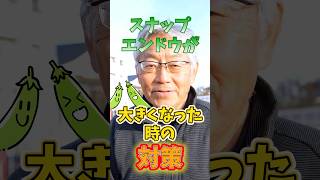 家庭菜園や農園のスナップエンドウ栽培で冬に大きく育ちすぎた時の対策！寒さで枯らさない防寒対策のコツとスナップエンドウの育て方！【農家直伝】#shorts