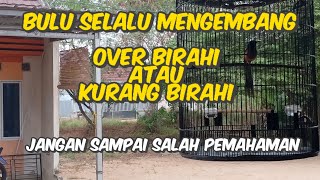 MURAI SEPERTI INI KURANG BIRAHI ATAU OVER BIRAHI